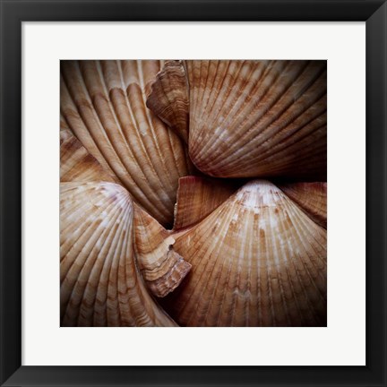 Framed Macro Shells VI Print