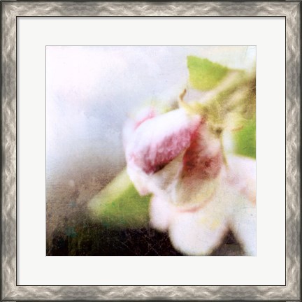 Framed Apple Blossom II Print