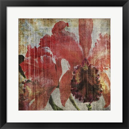 Framed Pacific Orchid I Print