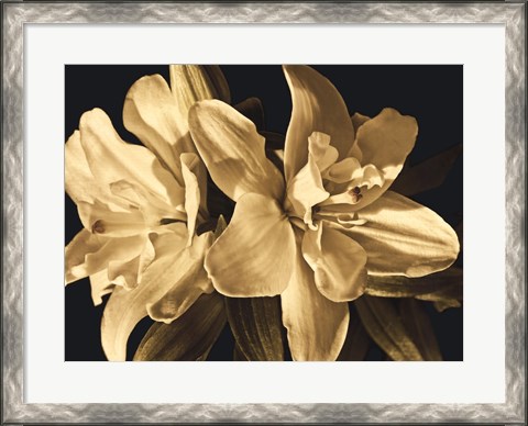 Framed Yvoire Flower II Print