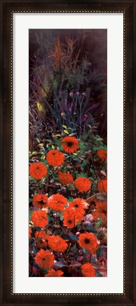 Framed Dahlia Garden II Print