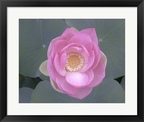 Framed Blushing Lotus I Print