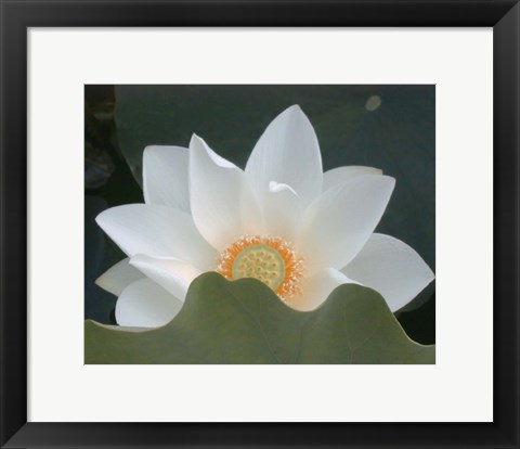 Framed Delicate Lotus III Print