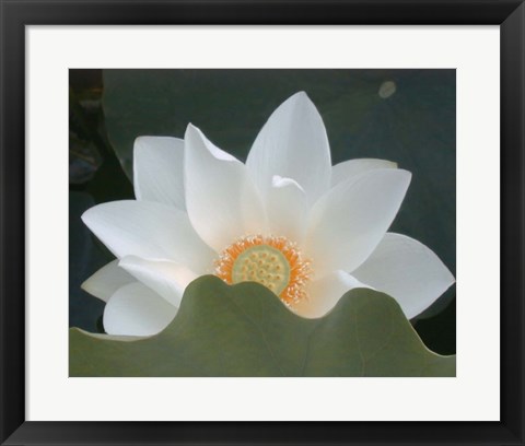 Framed Delicate Lotus III Print