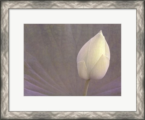 Framed Lotus Detail VI Print