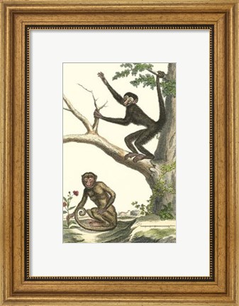 Framed Coaita and Sajou Monkeys Print