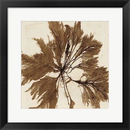 Framed Brilliant Seaweed VI Print