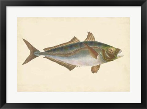 Framed Antique Fish III Print