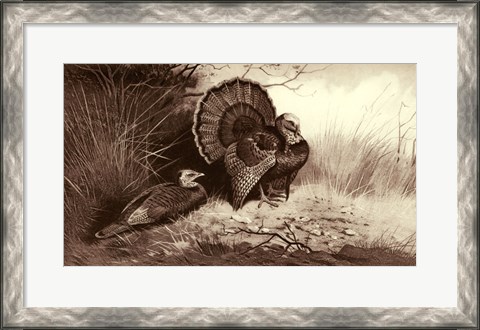 Framed Wild Turkey Print