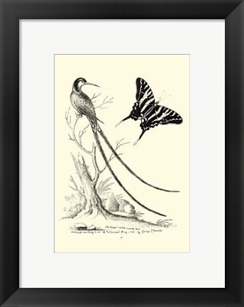 Framed B&amp;W Long. Tailed Hummingbird (1742) Print