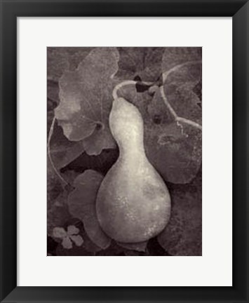Framed Gourd V Print