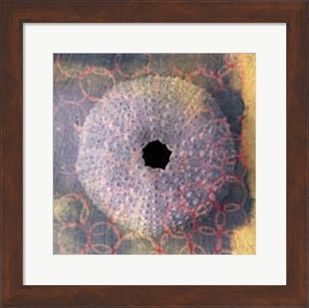 Framed Seashell-Urchin Print