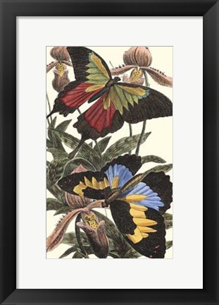 Framed Butterfly III Print
