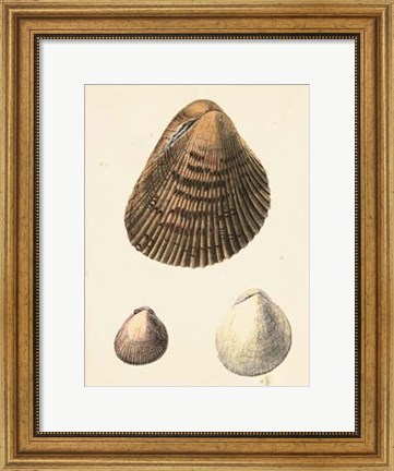 Framed Antique Diderot Shells II Print