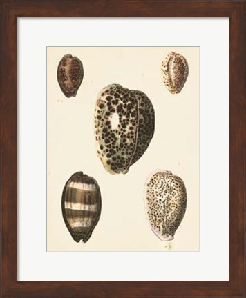 Framed Antique Diderot Shells III Print