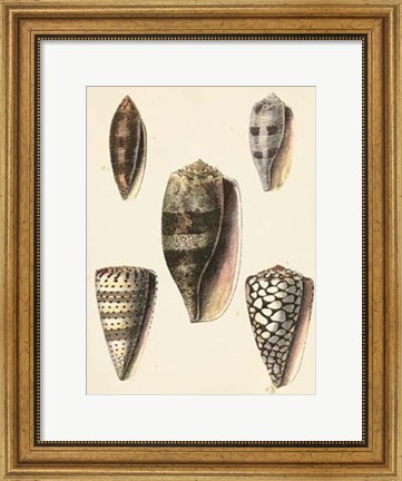 Framed Antique Diderot Shells IV Print