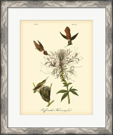 Framed Ruff-neck Hummingbird Print