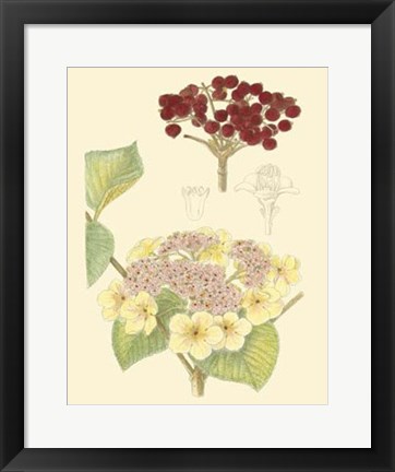 Framed Berries &amp; Blossoms V Print