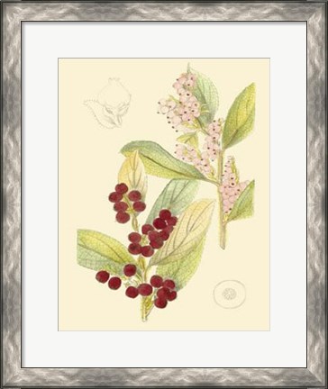 Framed Berries &amp; Blossoms VI Print