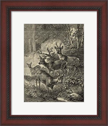 Framed Vintage Roe Deer I Print