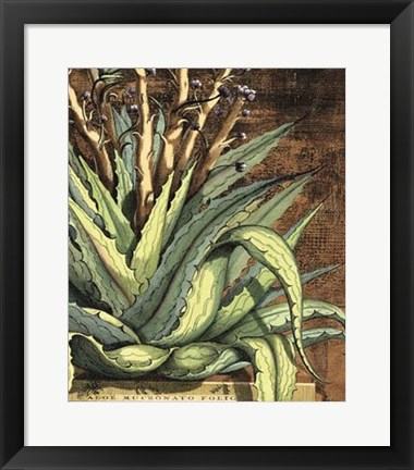 Framed Graphic Aloe I Print