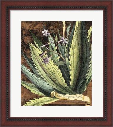 Framed Graphic Aloe II Print