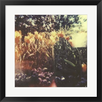 Framed Tulipa Exposta I Print
