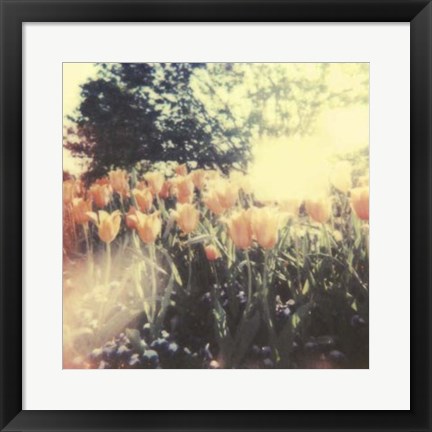Framed Tulipa Exposta II Print