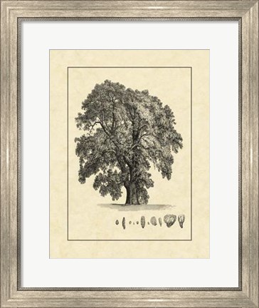 Framed Vintage Tree IV Print
