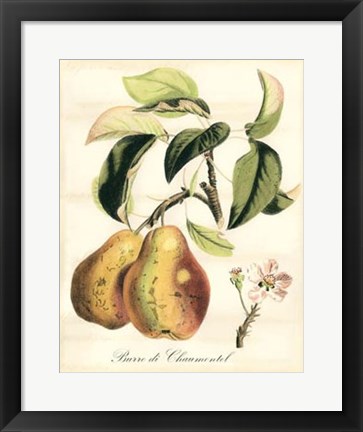 Framed Tuscan Fruits IV Print