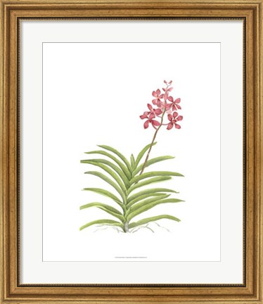 Framed Orchid Study I Print
