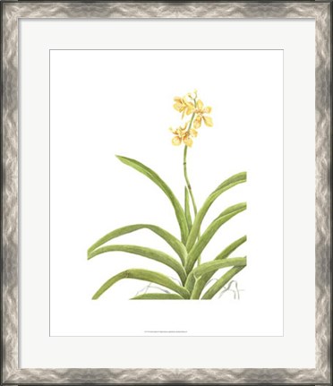 Framed Orchid Study II Print