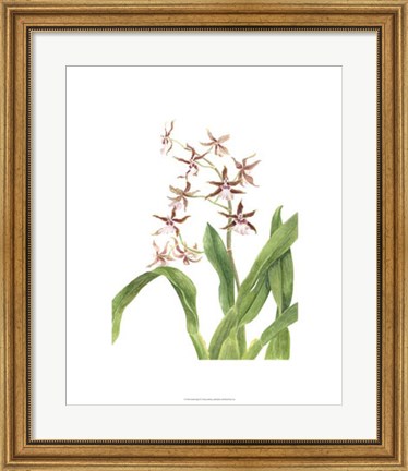 Framed Orchid Study III Print