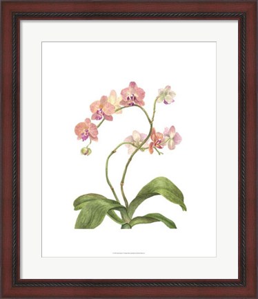 Framed Orchid Study IV Print
