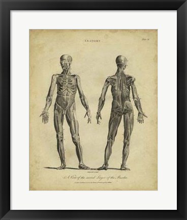 Framed Anatomy Study III Print