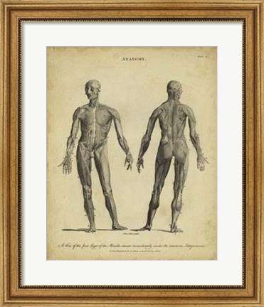 Framed Anatomy Study IV Print