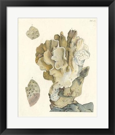 Framed Antique Coral IV Print