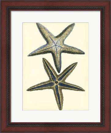 Framed Antique Blue Starfish I Print