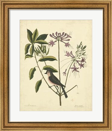 Framed Bird &amp; Botanical I Print