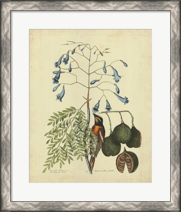 Framed Bird &amp; Botanical II Print