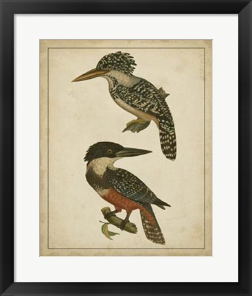Framed Vintage Kingfishers II Print