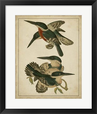 Framed Vintage Kingfishers IV Print