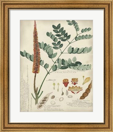 Framed Botanical by Descube II Print