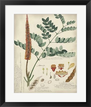 Framed Botanical by Descube II Print