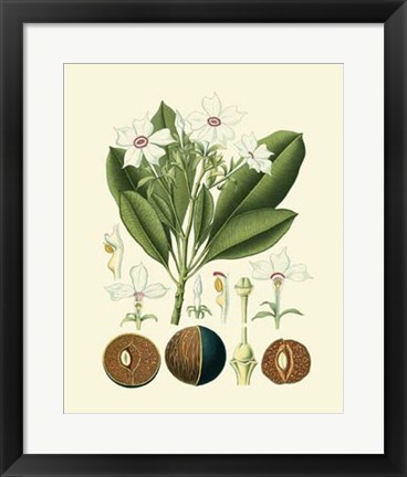 Framed Botanical Glory IV Print