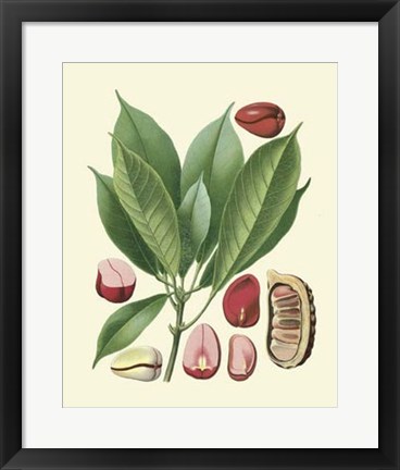 Framed Botanical Glory VI Print