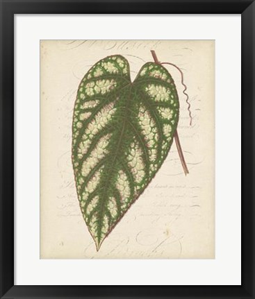 Framed Textured Leaf Study II Print