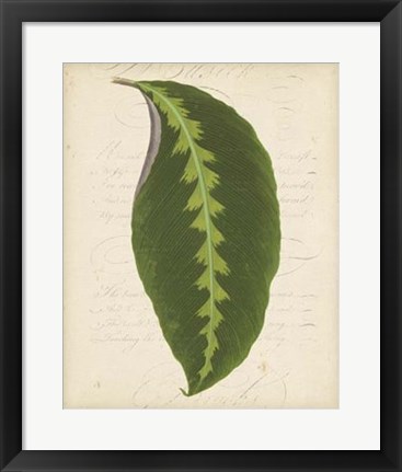 Framed Textured Leaf Study III Print