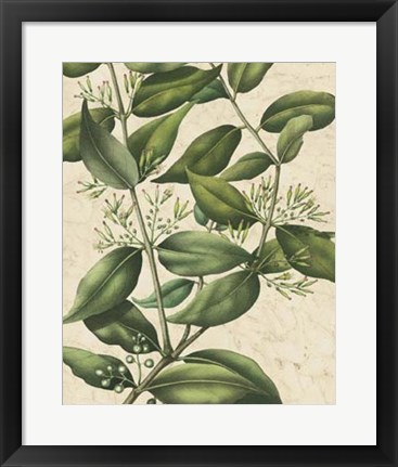 Framed Botanic Beauty III Print