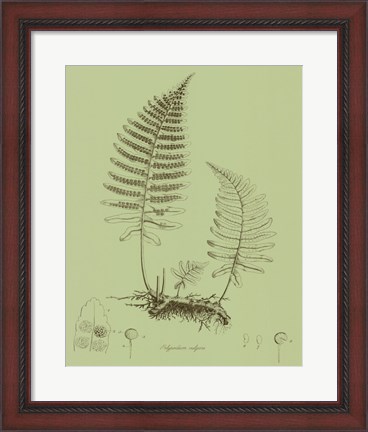 Framed Fresh Ferns II Print